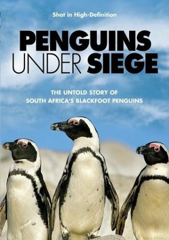 Пингвины в осаде