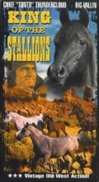 King of the Stallions