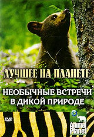 Animal Planet: Необычные встречи в дикой природе (фильм 2007)