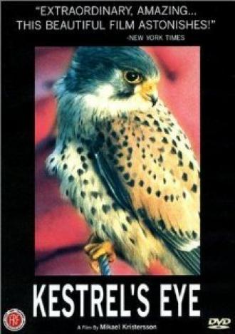 Глаз сокола (фильм 1998)