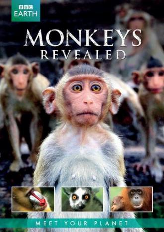 Всё о мире обезьян (сериал 2014)