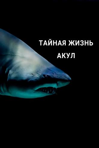 Тайная жизнь акул (сериал 2021)