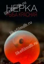 Нерка. Рыба красная (2020)