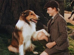 Французские сериалы про собак