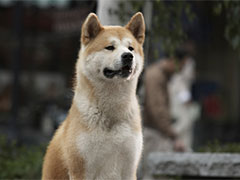 Польские фильмы про собак