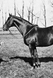 Man o' War
