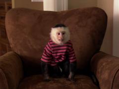 Фильмы про чихуахуа