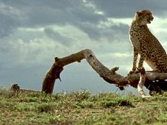 Фильмы семейные про браконьеров